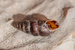 Chondrina kobeltoides