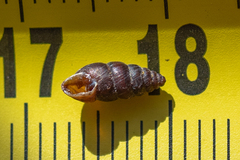 Chondrina kobeltoides