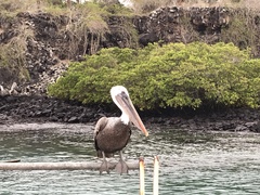 Pelecanus occidentalis urinator