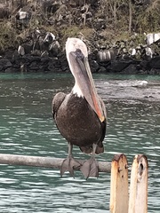 Pelecanus occidentalis urinator