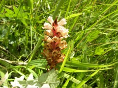 Orobanche kochii