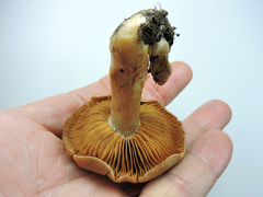 Cortinarius bovinus