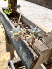 Graptopetalum