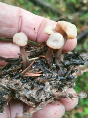 Cudonia circinans
