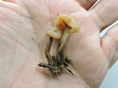 Cudonia circinans