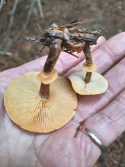 Cystoderma carcharias fallax