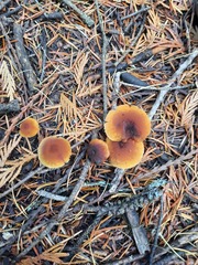 Cystoderma carcharias fallax
