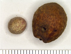 Disholcaspis quercusmamma