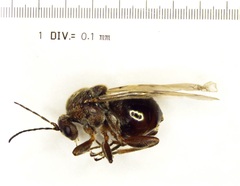 Disholcaspis quercusmamma