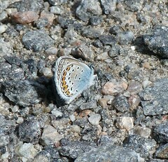 Plebejus