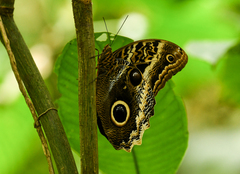 Caligo atreus