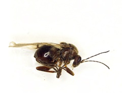 Disholcaspis quercusmamma