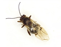 Disholcaspis quercusmamma