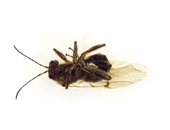 Disholcaspis quercusmamma