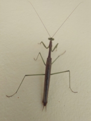 Coptopteryx gayi