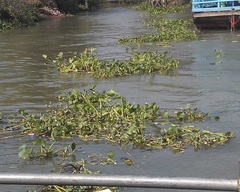 Pontederia crassipes