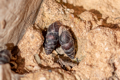 Chondrina kobeltoides