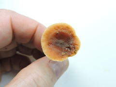 Lactarius subflammeus