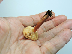 Lactarius subflammeus
