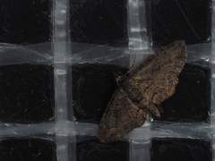 Pasiphilodes testulata