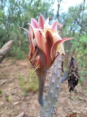 Cereus aethiops