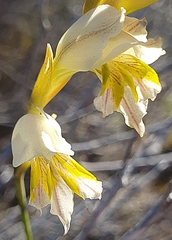 Gladiolus jonquilodorus