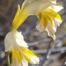 Gladiolus jonquilodorus - Photo (c) Debbie Wall Smith,  זכויות יוצרים חלקיות (CC BY-NC), הועלה על ידי Debbie Wall Smith