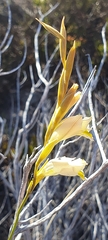 Gladiolus jonquilodorus