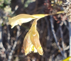 Gladiolus jonquilodorus