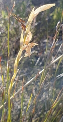 Gladiolus jonquilodorus