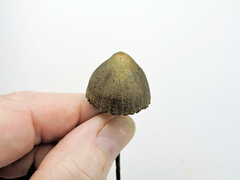 Panaeolus papilionaceus parvisporus