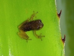 Phyllodytes edelmoi