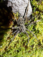 Dolomedes dondalei