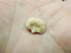 Panellus mitis