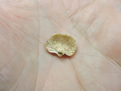 Panellus mitis