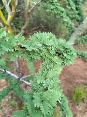 Parkinsonia praecox