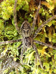 Dolomedes dondalei