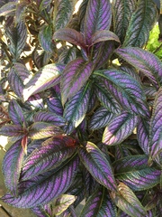 Strobilanthes auriculata dyeriana