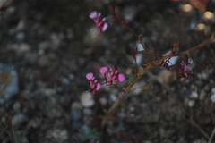 Lopezia racemosa
