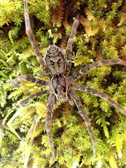 Dolomedes dondalei