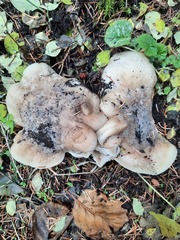 Tricholoma pardinum