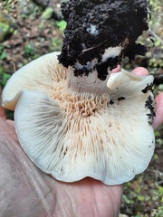 Tricholoma pardinum
