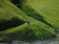 Cinclodes patagonicus