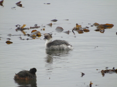Podiceps occipitalis