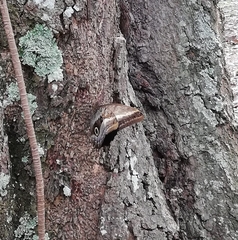 Caligo oileus
