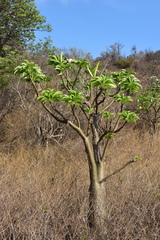 Pachypodium rutenbergianum image