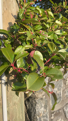 Photinia × fraseri