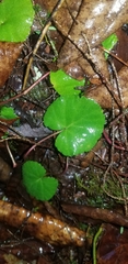 Rubus dalibarda