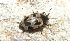 Oligocorynus duodecimmaculatus