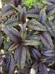 Strobilanthes auriculata dyeriana